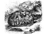 Tortoise (Testudo Graeca), Heb.TzaB